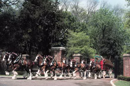 Clydesdale on home stomping ground - Saint Louis, MO