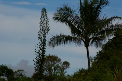 Evergreen tree 