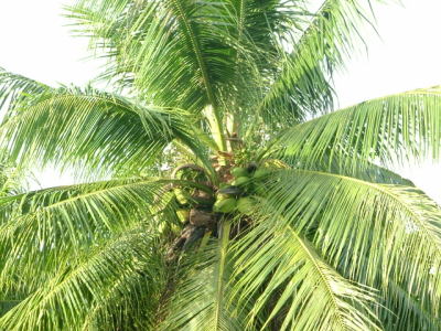 CoconutTree