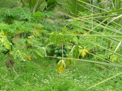 Papaya Tree