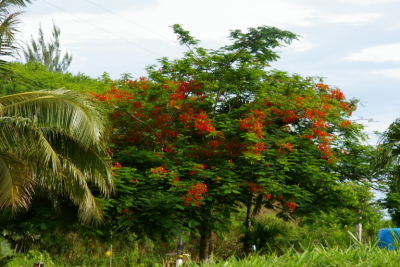 Flame Tree