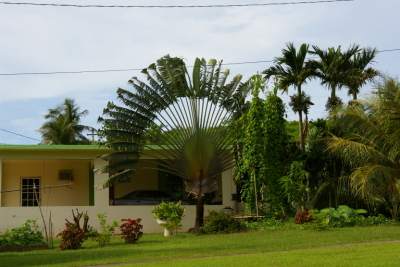 Emporor Palm 