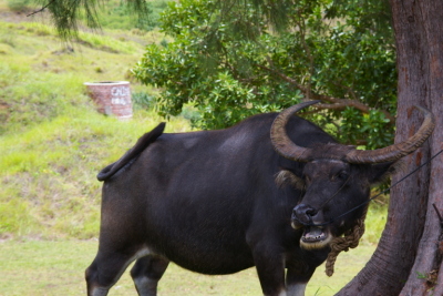 Water buffalo